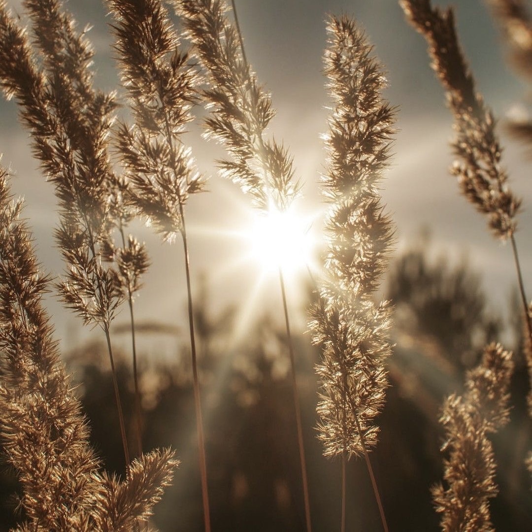 HSP Coaching & Somatic Therapy: Introduction Session